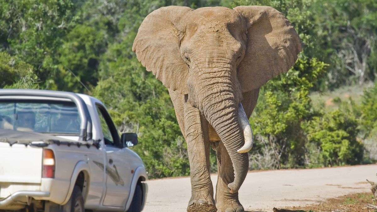 W poniedziałek w Parku Narodowym Krugera w Republice Południowej Afryki agresywny słoń wywrócił samochód, raniąc przy tym obu turystów znajdujących się w aucie.