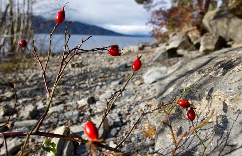 Utoya. Wyspa, na której Breivik dokonał masakry