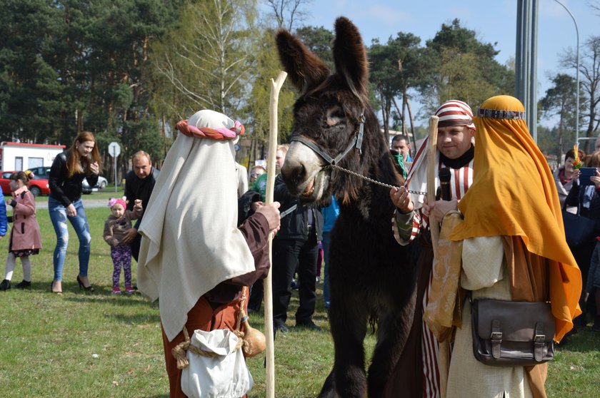 Zbuntowany osiołek w Rudniku nad Sanem