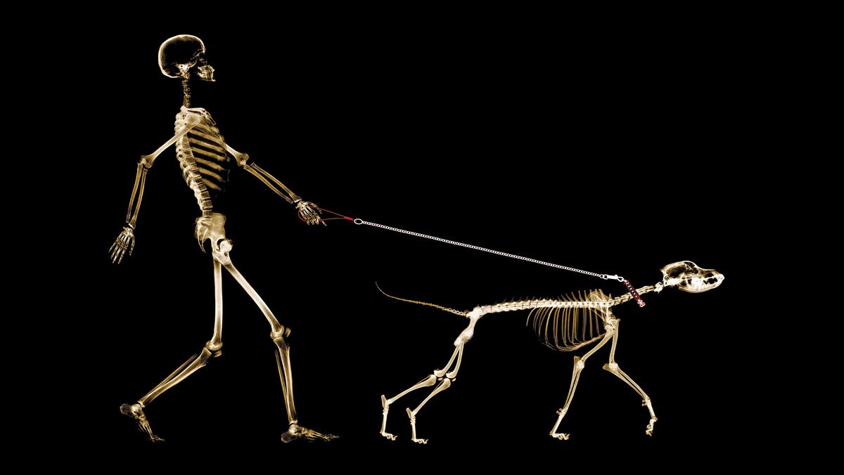 X-ray of dog on leash pulling master
