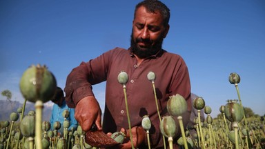 Afganistan jest uzależniony od produkcji narkotyków – co Zachód może w tej sprawie zrobić?