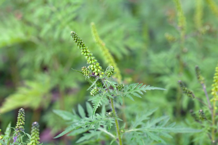Povišene vrednosti ambrozije u vazduhu naredne dve nedelje