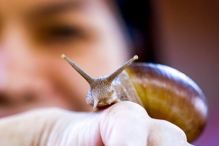 Ślimak pomoże zadbać o piękną cerę?