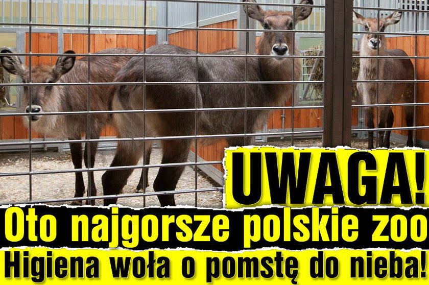 UWAGA! Oto najgorsze polskie zoo. Higiena woła o pomstę do nieba!