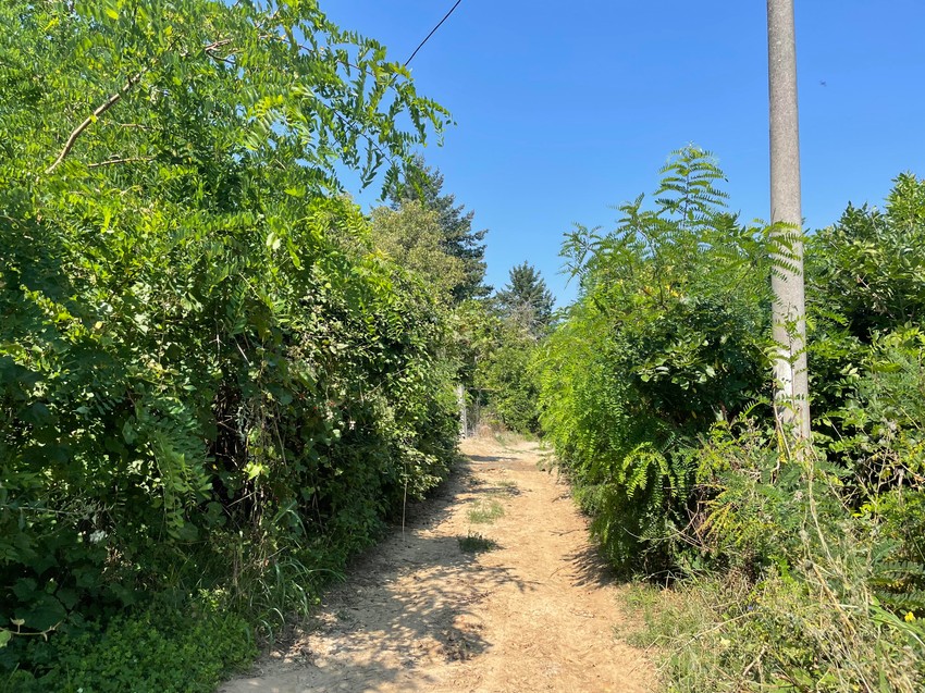 Mirko je sumnjao da mu je Ljuba ukrao grožđe