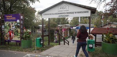 Urzędnicy ukrywają prawdę o schronisku Na Paluchu? Wolontariusze: Zwierzęta ulegają wypadkom, kociarnia w tragicznym stanie