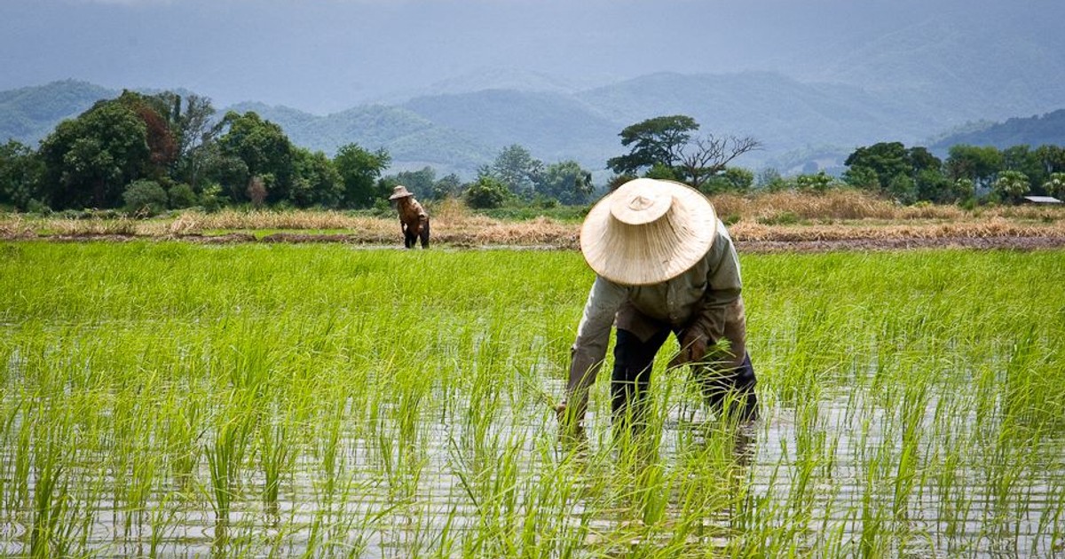 IFAD, others partner to scale-up digital solutions for farmers - Vimarsana News