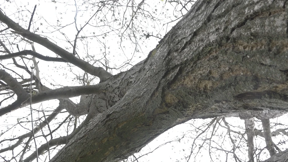 Najveći orah na Balkanu raste u Ljubić polju