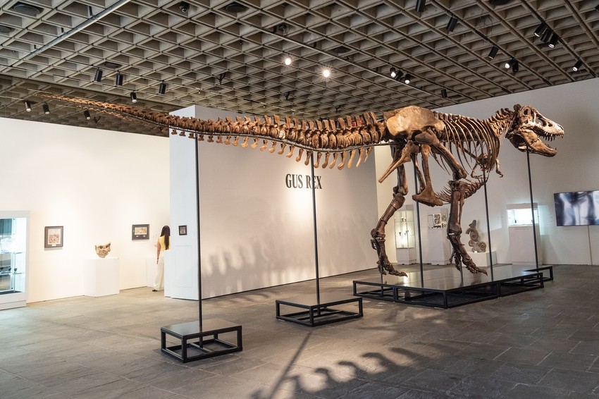 Skelet tiranosaurus reksa „Gas“