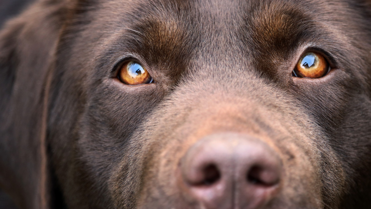 10 popularnych w Polsce ras psów – rozpoznasz je po… oczach? Quiz