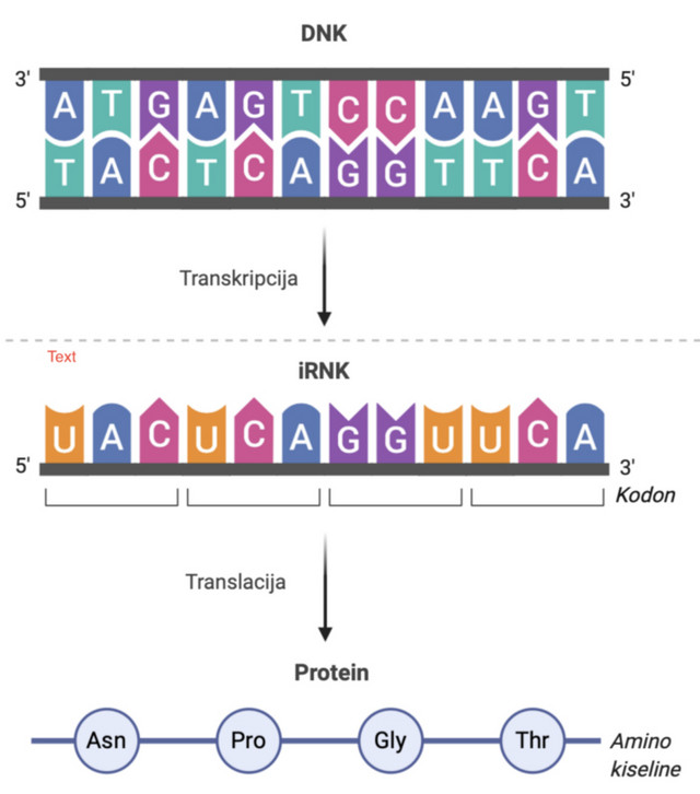 Figure 1: made with the help of BioRender