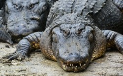 Aligator z ludzkimi szczątkami w pysku pływał w miejskim kanale