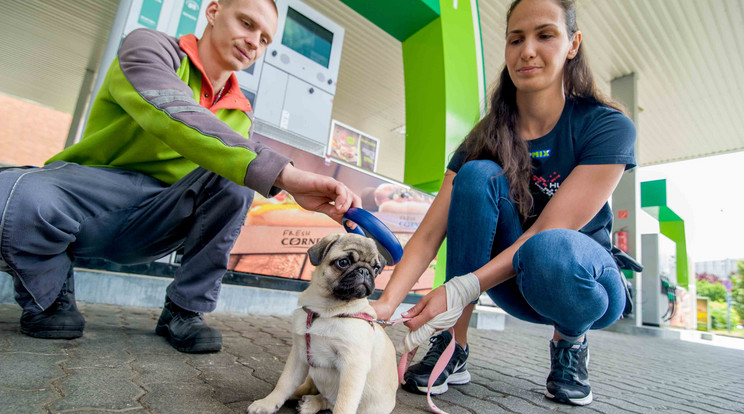 Az Állatok Világnapja alkalmából készült kimutatásból kiderül az is, hogy tízből kilenc kutya vidéken tűnik el, illetve több mint 800 elkóborolt kutyának nem volt chipje / Forrás: MOL