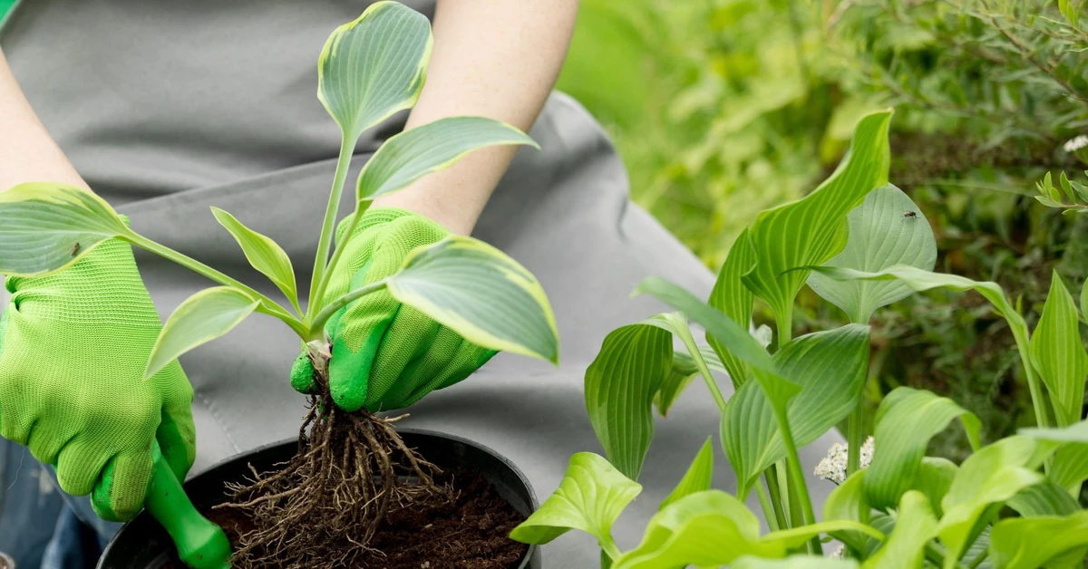 7 bylin do posadzenia w marcu, aby w maju rabata była pełna kwiatów
