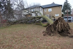 kiedy sąsiad może żądać usunięcia drzewa? czy sąsiad może żądać usunięcia drzewa jeśli jest nad jego działką?