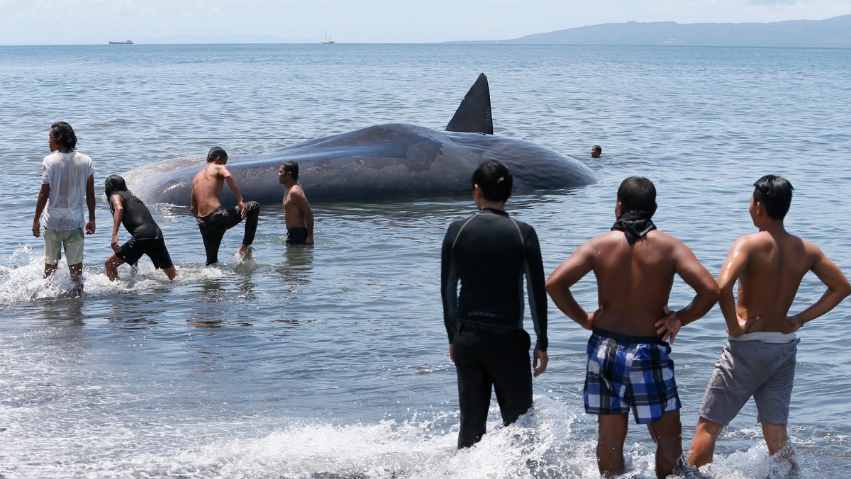 INDONESIA ANIMALS (Beached Sperm Whale carcass in Bali, Indonesia)