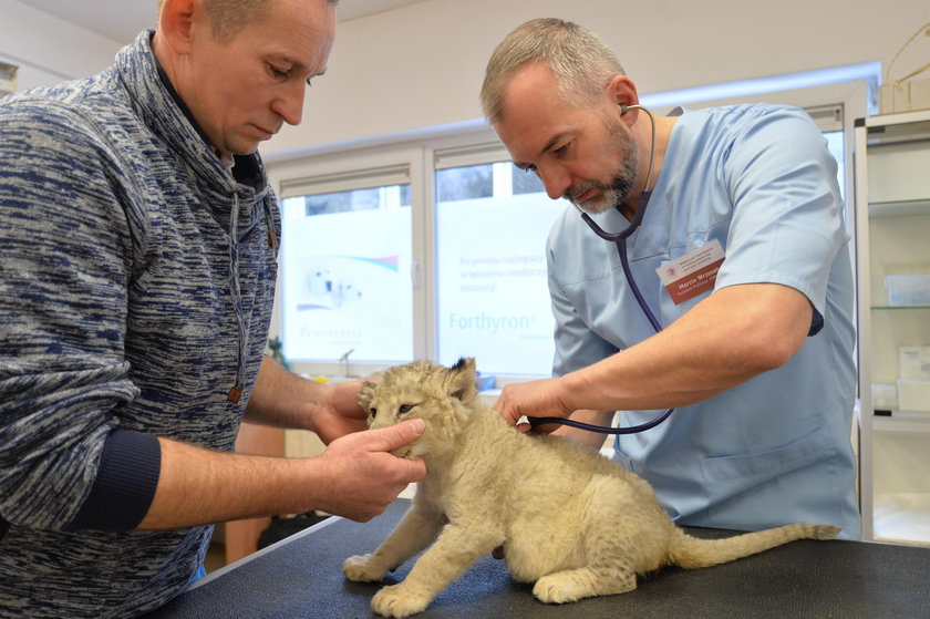 Małe lwiątko zachorowało. Pomogli lekarze z Wrocławia