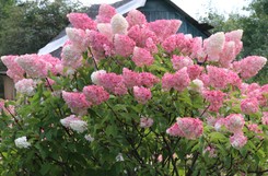 Kiedy ciąć hortensje bukietowe, ogrodowe i krzewiaste? Czy można ścinać hortensje bukietowe jesienią? Której hortensji się nie obcina?