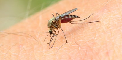 Jak odstraszyć komary? Poznaj domowe sposoby babć!