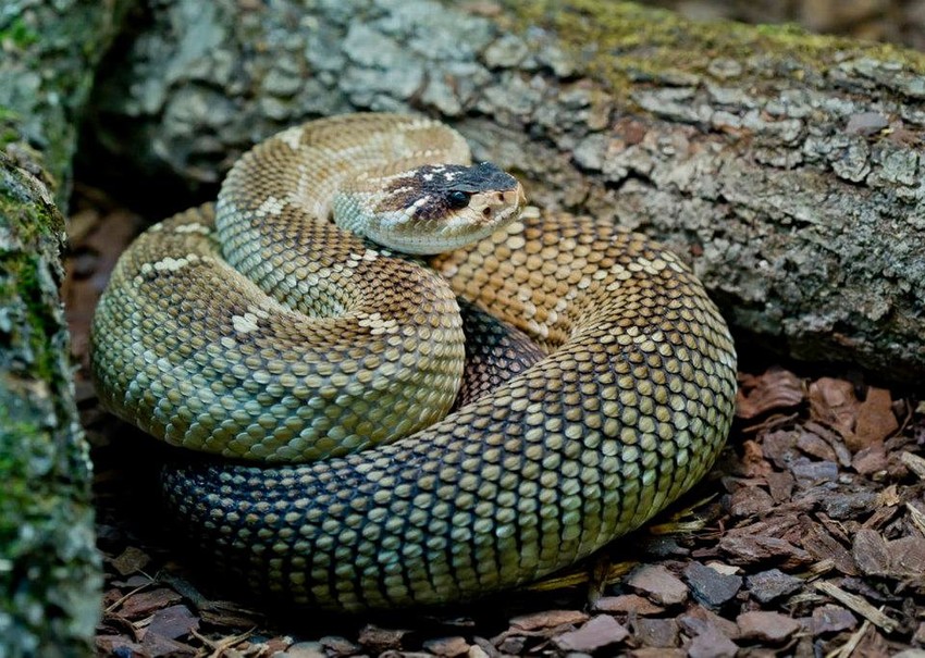 Crnorepa zvečarka (Crotalus molossus nigrescens)