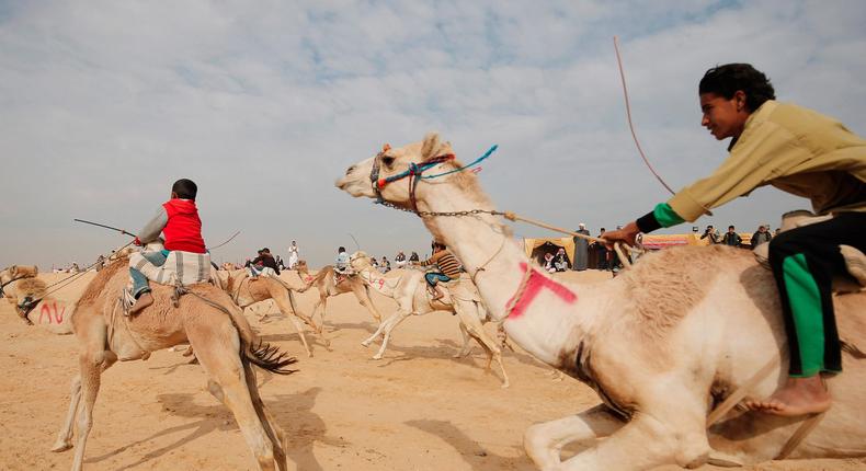 Young jockeys competing during the opening of the International Camel Racing festival at the Sarabium desert in Ismailia, Egypt.