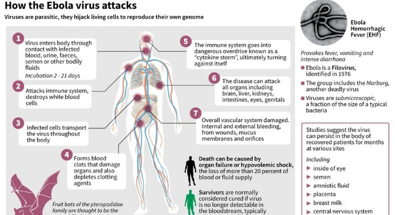 Factfile on how the Ebola virus attacks.