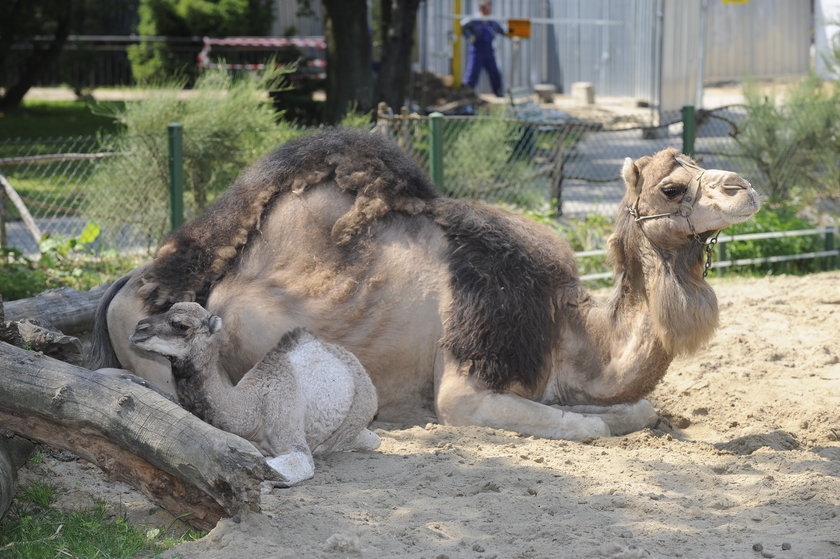 Nowonarodzony wielbłąd we wrocławskim zoo