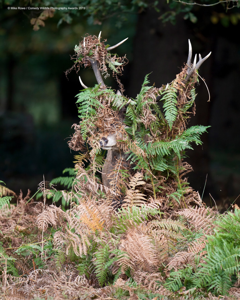 Finaliści Comedy Wildlife Photo Awards 2019