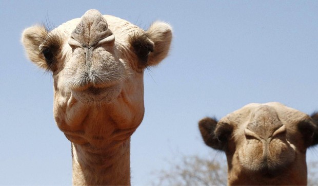 Goniči stoke na Rogu Afrike i u Severnoj Africi su se tokom godina prebacili na kamile zbog njihove slavne otpornosti | Foto: Reuters