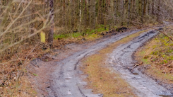 Leśnicy pokazali, co odkryli w lesie. Dla wielu to widok nie do zniesienia