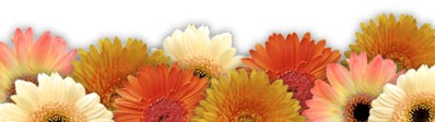 20395_104561-gerbera-csik-d000032C2389aa838d908