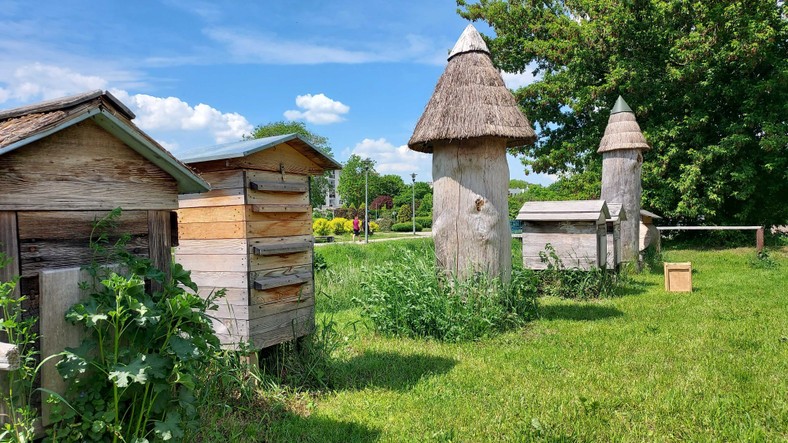 Pasieka miejska nad rzeką Białą