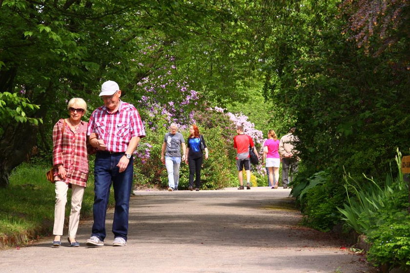 Arboretum Kórnickie zakwitło