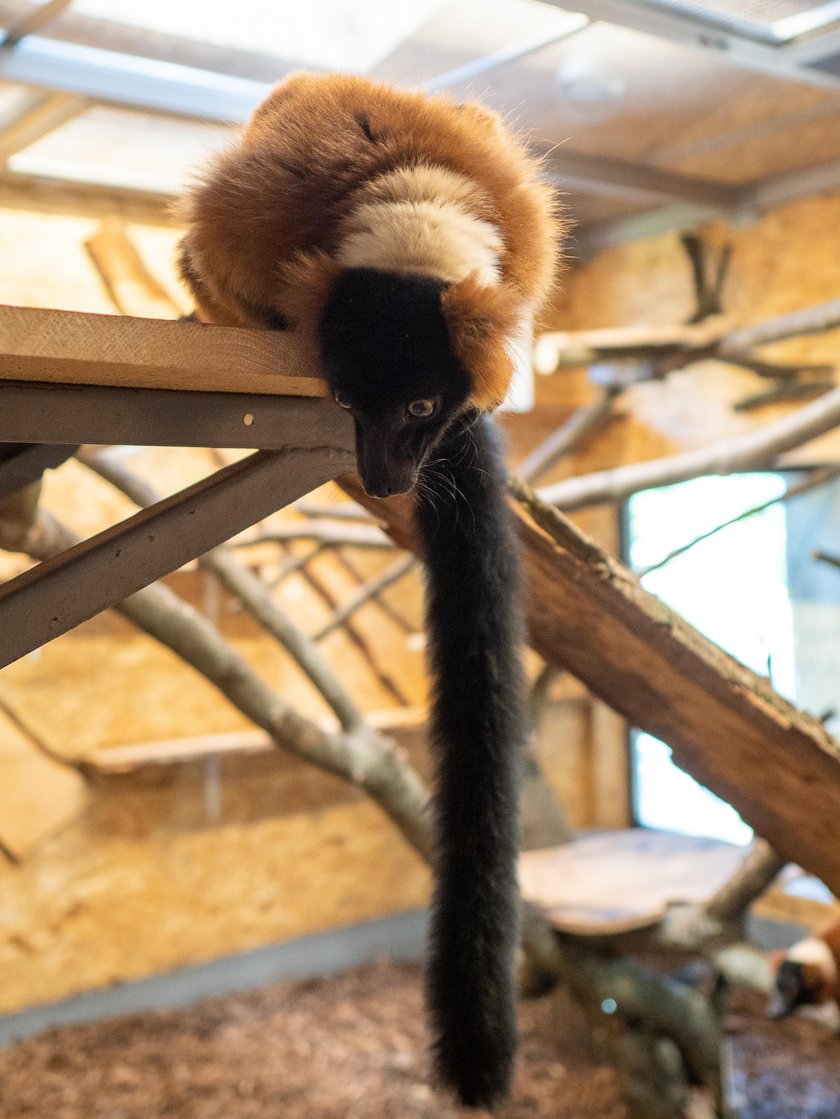 Skłócone stado lemurów dostało rezydencję na zgodę