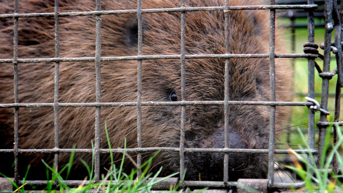 Olsztyn: będzie modyfikacja tam zbudowanych przez bobry