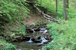 Bory, rzeki, góry, jeziora - Opolszczyzna przebogata przyrodniczo