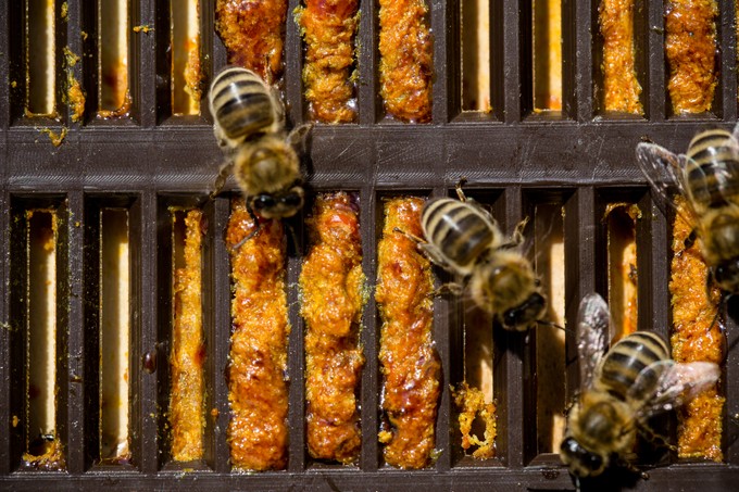 Gyógyító méhek: megölte a propolisz a ráksejteket ennél a daganatnál