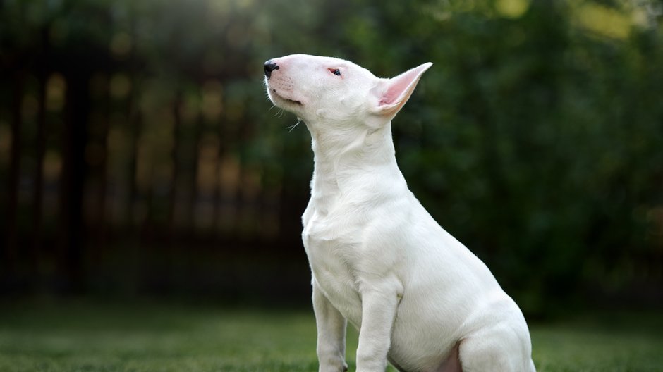 Typowe bulteriery mają sierść w kolorze białym - otsphoto/stock.adobe.com