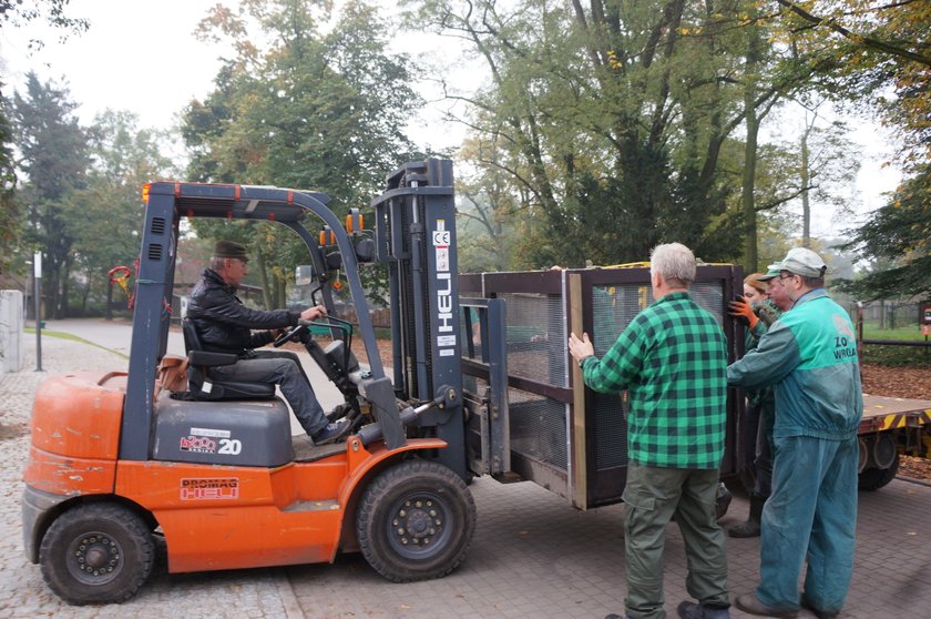 Transport Nelsona (8 l.), kotika z wrocławskiego zoo, do Afrykarium