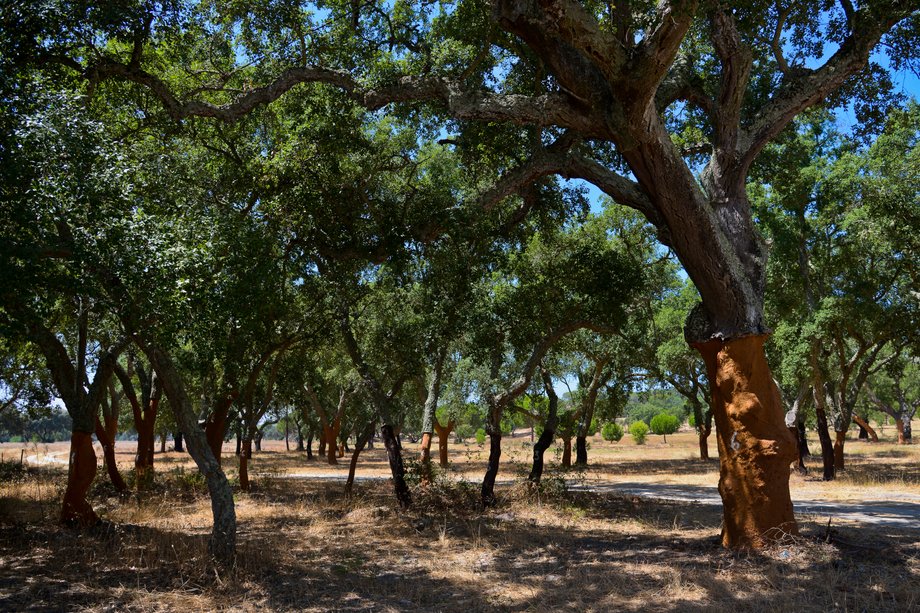 Dęby korkowe w Alentejo