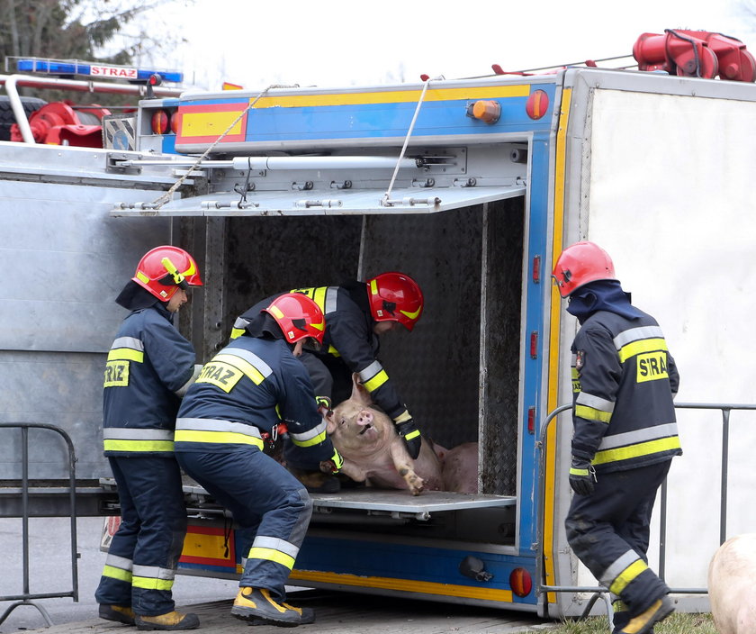 Wypadek. Przewrócił się tir ze świniami