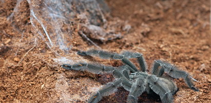 Jakie są największe pająki w Polsce? TOP 5 przerażających gatunków