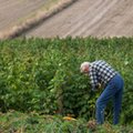 MRPiPS chce, aby cudzoziemcy mogli pracować dłużej na podstawie oświadczenia