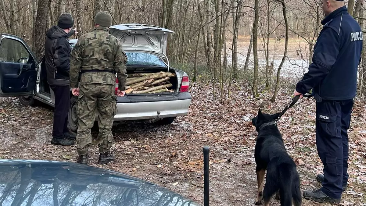 Kierowca Opla Vectry nielegalnie zbierał chrust w lesie