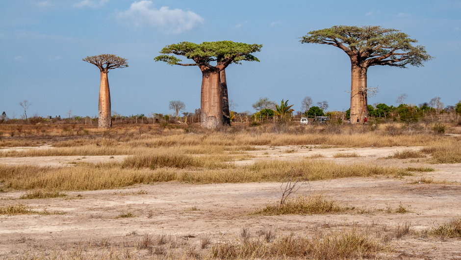 Krajobraz Madagaskaru (zdjęcie ilustracyjne)