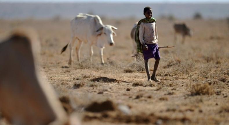 The drought in Kenya has exacerbated clashes between pastoralist communities, which have left over 30 people dead, and also imperilled wildlife