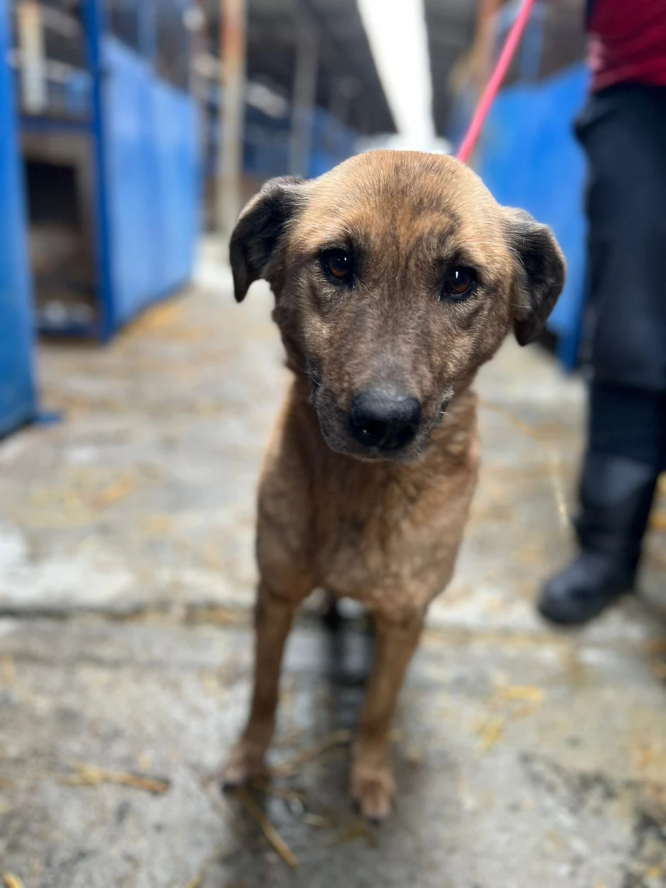 Nehumani uslovi za život pasa unutar prihvatilišta u Boru