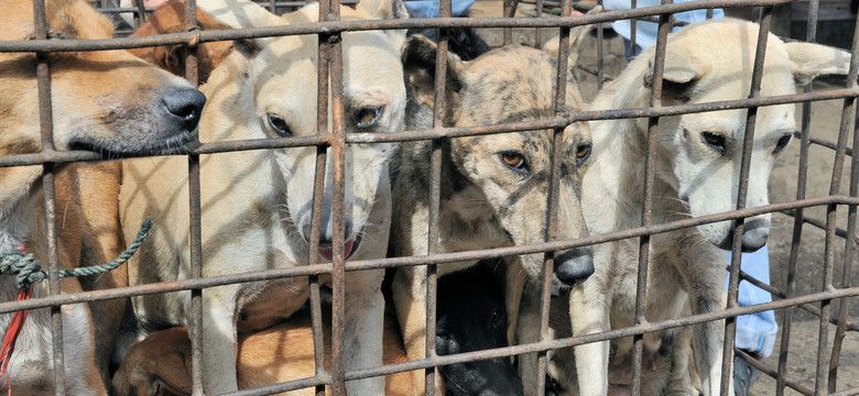 W stolicy Korei Płd. zamknięto ostatnią rzeźnię psów. Tam psiny się już nie zje...