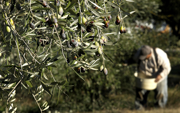 Uprawa drzewek oliwnych