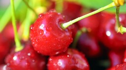 słodkie, wielkie i bez chorób. rozsyp to pod czereśnią w marcu, a gałęzie ugną się od owoców